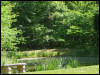 Our Pond in Indiana